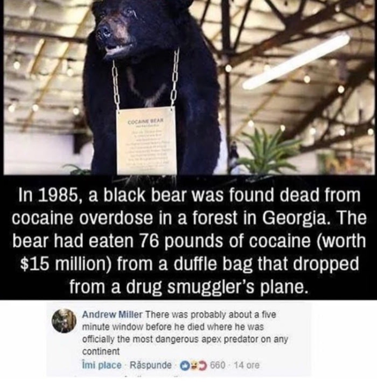 Cocaine+bear_743365_6446828.jpg